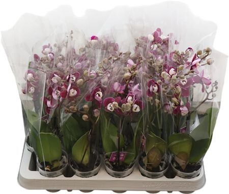 Phal Mini Yara 2-3 Tak Optifriends