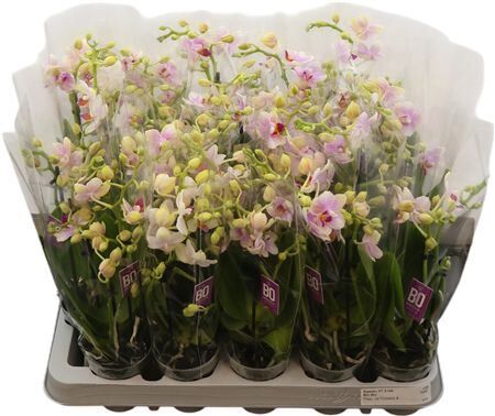 Phal Mini Kris 2-3 Tak Optifriends