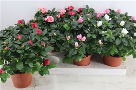 Rhodo Si Vogel Gemengd