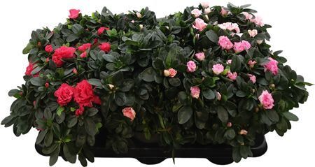 Rhodo Si Vogel Gemengd