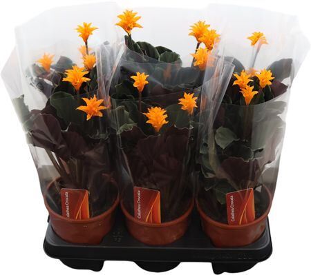 Calathea Crocata