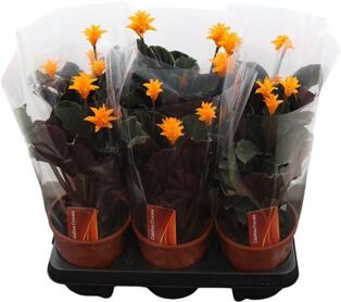 Calathea Crocata
