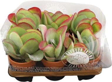 Kalanchoe Thyrsiflora Terracotta