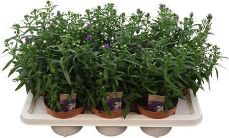 Aster Showmaker Trio