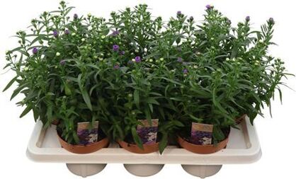Aster Showmaker Trio