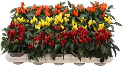 Capsicum Annuum Salsa Gemengd
