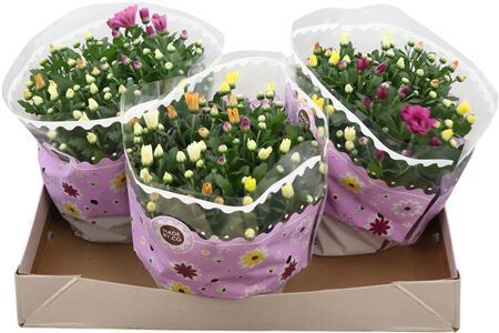 Chrysant Carnaval 23 Cm