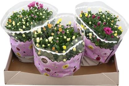 Chrysant Carnaval 23 Cm