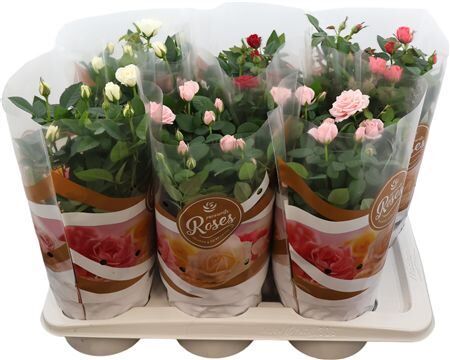 Rosa Fav Ro Gem