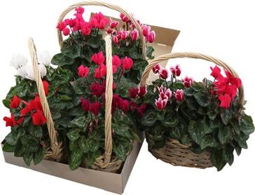 Arr Anna Cyclamen In Mand Ovaal 23 Cm