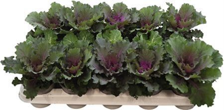 Brassica Glad Mix