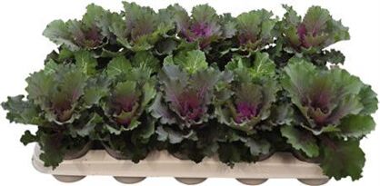 Brassica Glad Mix