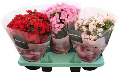 Begonia Betulia Gemengd