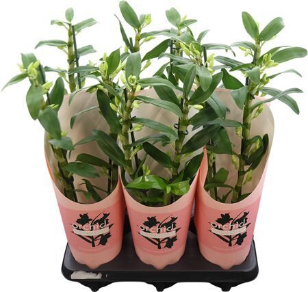 Dendr 2 Tak Apollon Potcover