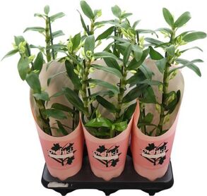 Dendr 2 Tak Apollon Potcover