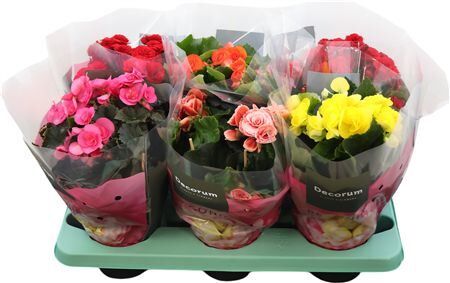 Begonia Luxe Mix