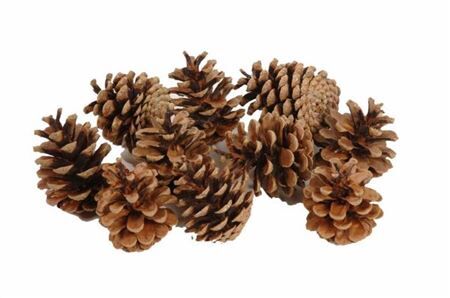 Pinecone Oostenrijker 5kg Natural