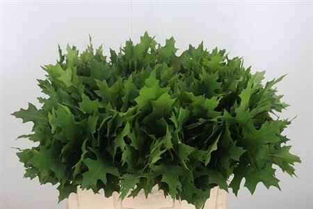 Quercus Palustris