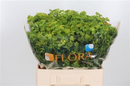 Bupleurum Griffithii