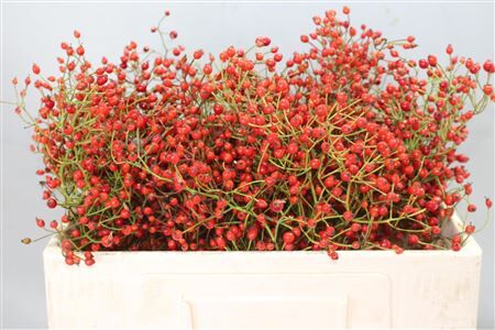 Rosa Prinsberry Red