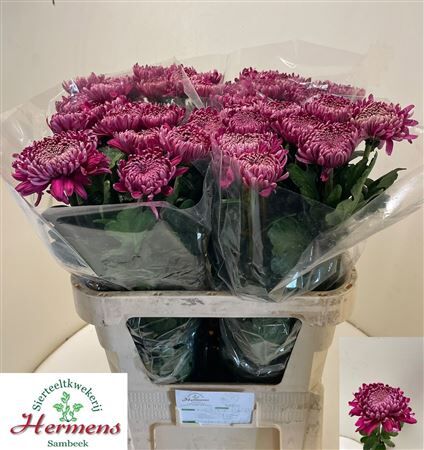 Chr G Regalmist Purper