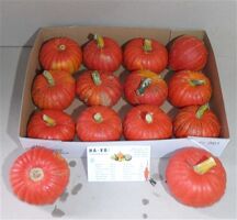 Sier Cuc P Rouge D Tampt X12