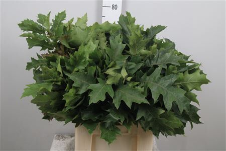 Quercus Rubra