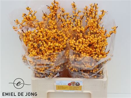 Ilex Ve Golden Verboom