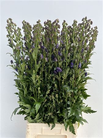 Aconitum Car Arendsii