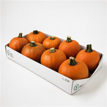 Sier Cuc P Maxima Halloween X8