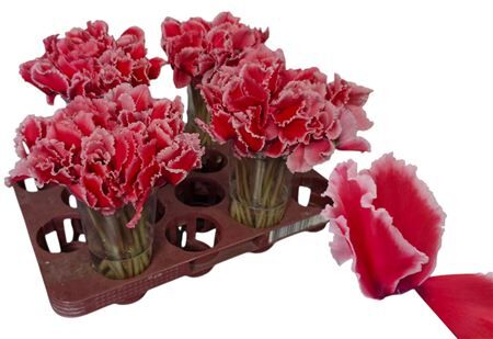 Cycl Per Bloem Joker