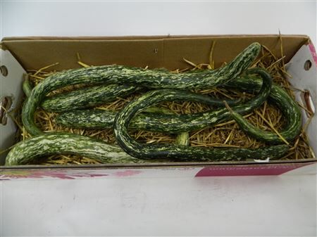 Sier Cuc P Snakegourd