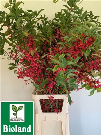 Euonymus Alatus