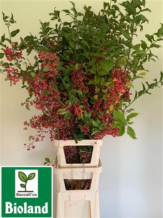 Euonymus Alatus