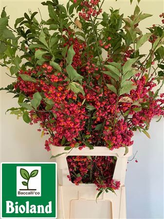 Euonymus Alatus