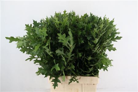Quercus Palustris