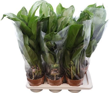 Aglaonema Silver Bay