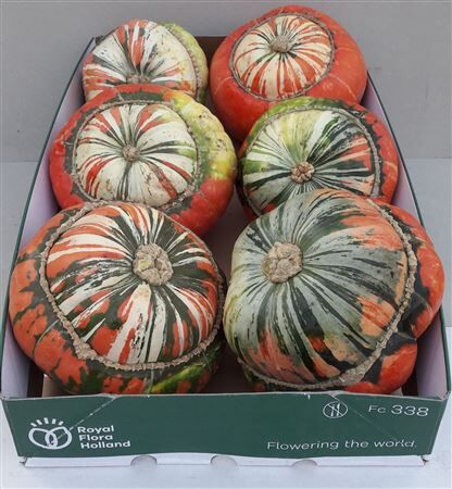 Sier Cuc P Turks Turban Mix X6