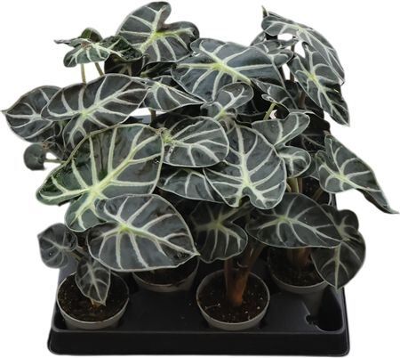 Alocasia Heart Ballon