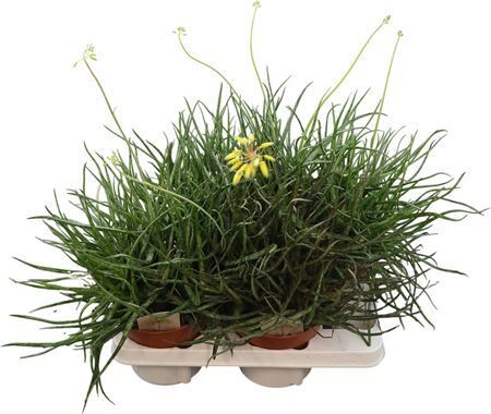 Aloe Bakerii