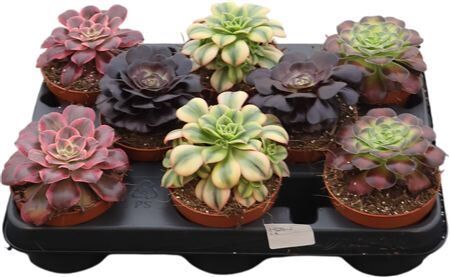 Aeonium Gemengd