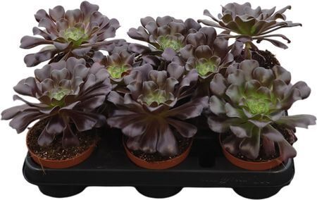 Aeonium Kiwi