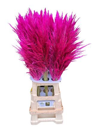 Cortaderia Opgetrokken Cerise Stem