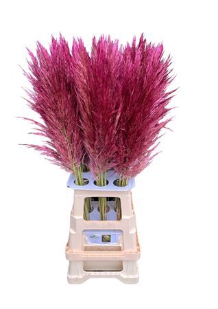 Cortaderia Opgetrokken Purple Stem