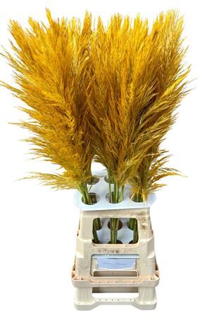 Cortaderia Opgetrokken Honey Oranje Stem
