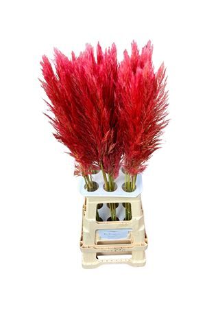 Cortaderia Opgetrokken Rood Stem