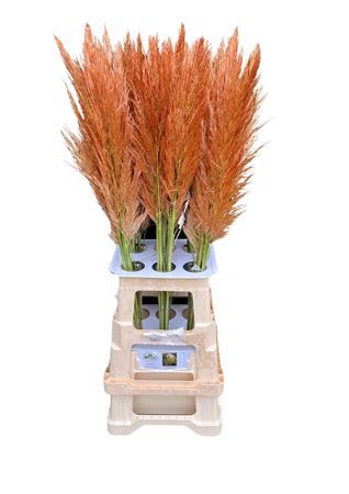 Cortaderia Opgetrokken Koper Bruin Stem