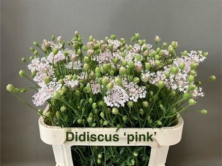Didiscus Pink