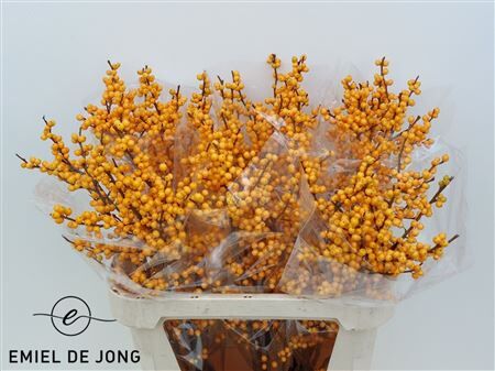 Ilex Ve Golden Verboom