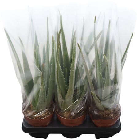 Aloe Vera Barbadensis